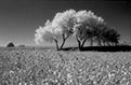 Cottonwood Infrared by Vallarie Enriquez